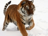 Siberian tiger running in snow
