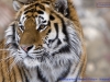 A handsome Siberian tiger