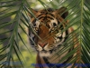 Bengal tiger behind palm fronds