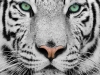 White tiger close-up portrait