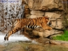 Endangered Sumatran tiger captured at mid-air