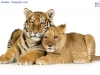 Tiger and lion cubs, both 5 months old