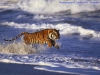 Bengal tiger running along the beach
